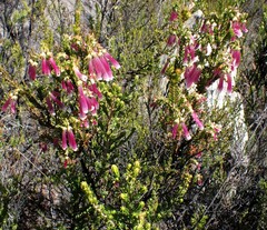 Erica diaphana