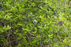 Jasminum multipartitum