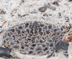 Sistrurus miliarius barbouri