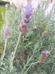 Lavandula