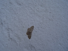 Idaea cervantaria