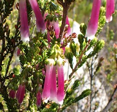 Erica diaphana