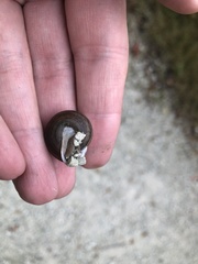 Webbhelix multilineata