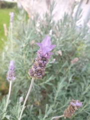Lavandula