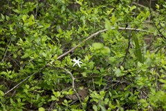 Jasminum multipartitum