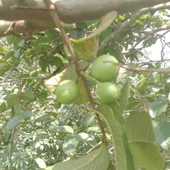 Psidium guajava