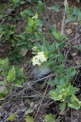 Microglossa mespilifolia