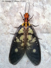 Protohermes infectus