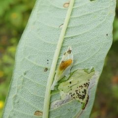 Mompha raschkiella