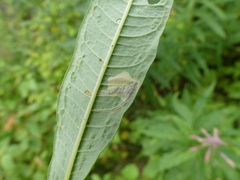 Mompha raschkiella