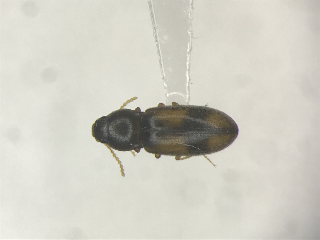 Large-chested Click Beetle