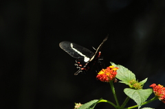 Parides agavus