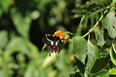 Parides agavus