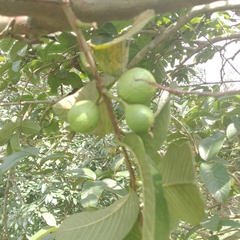 Psidium guajava