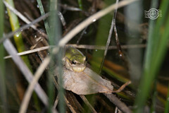 Litoria adelaidensis