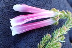 Erica diaphana