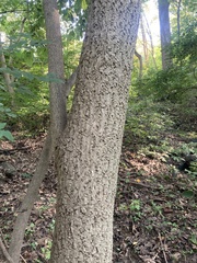 Phellodendron amurense