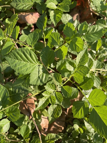 Tecomaria capensis
