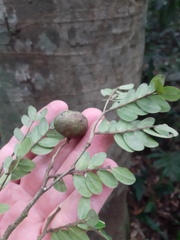 Copaifera trapezifolia