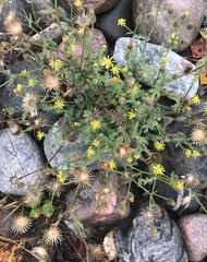 Senecio viscosus