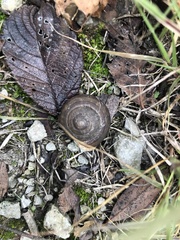 Webbhelix multilineata