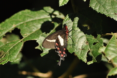 Parides agavus
