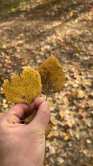 Populus grandidentata