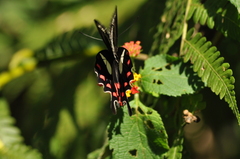 Parides agavus