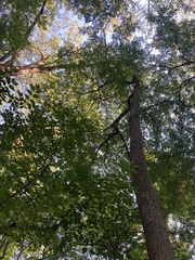 Phellodendron amurense