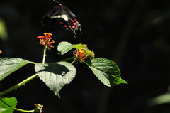 Parides agavus
