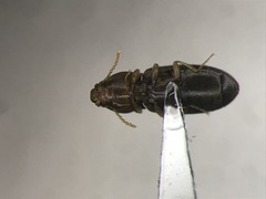 Paradonus pectoralis