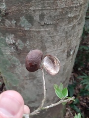 Copaifera trapezifolia