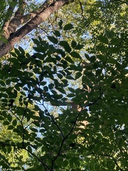 Phellodendron amurense