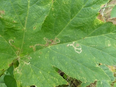 Phytomyza spondylii group