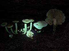 Gymnopilus punctifolius
