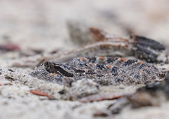 Sistrurus miliarius barbouri