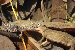 Paramesotriton hongkongensis