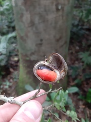 Copaifera trapezifolia