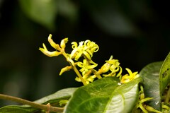 Oncinotis tenuiloba