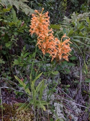 Platanthera ciliaris