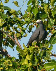 Patagioenas leucocephala