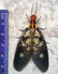 Protohermes infectus