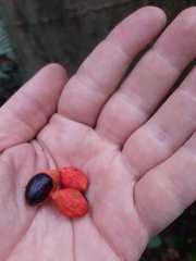 Copaifera trapezifolia