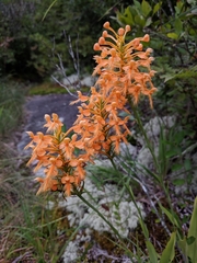 Platanthera ciliaris