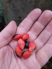 Copaifera trapezifolia