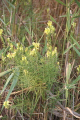 Linaria biebersteinii ruthenica