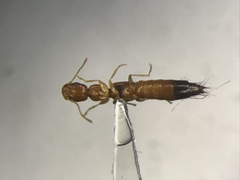 Astenus discopunctatus