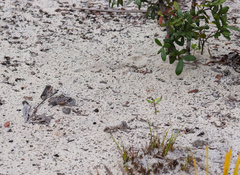 Sistrurus miliarius barbouri