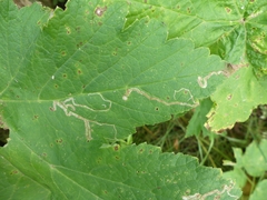 Phytomyza spondylii group