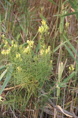 Linaria biebersteinii ruthenica